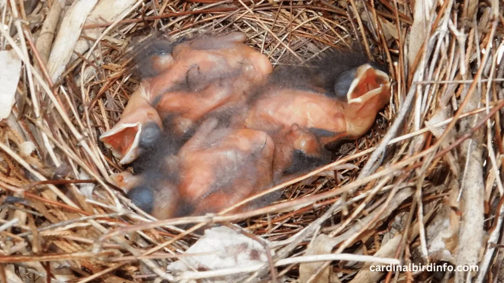 What Does A Cardinal Nest Look Like? (Explained) 3 what does a cardinal nest look like