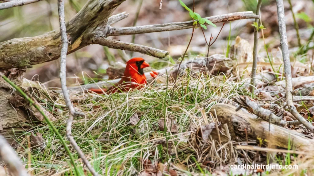 What Does A Cardinal Nest Look Like? (Explained) 2 what does a cardinal nest look like